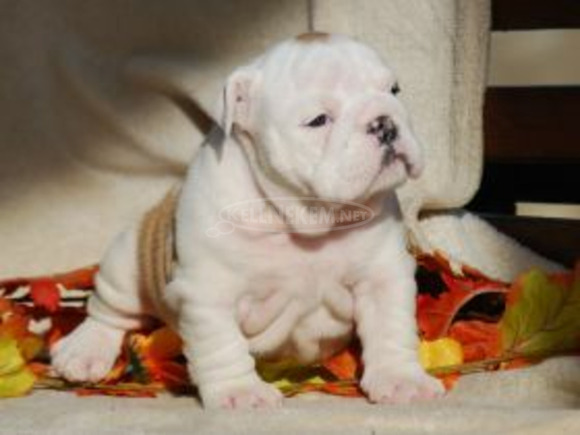 Angol bulldog kölykök - 4/5