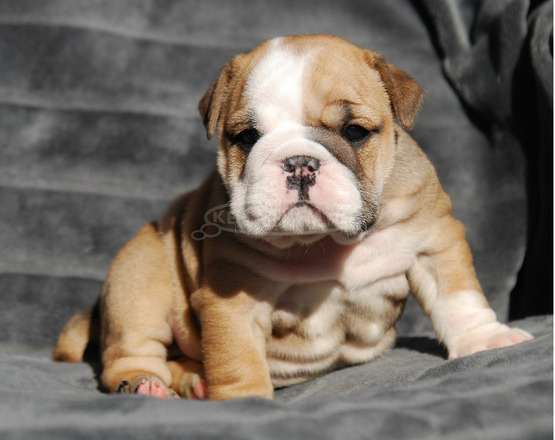 Angol bulldog kölykök - 5/5