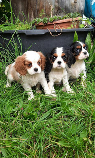 Cavalier King Charles Spániel csajszi