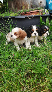 Cavalier King Charles Spániel csajszi