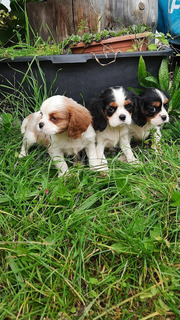 Cavalier King Charles Spániel csajszi