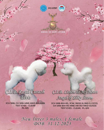 Bichon Frise kölykök - 1/8