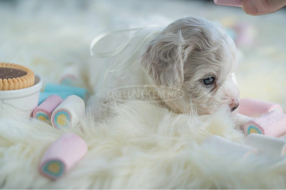 Bichon Frise kölykök - 3/8