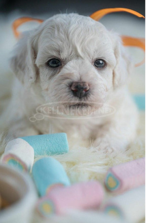 Bichon Frise kölykök - 4/8