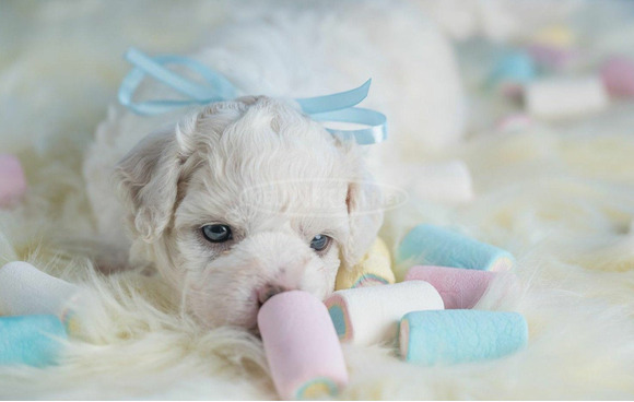 Bichon Frise kölykök - 6/8