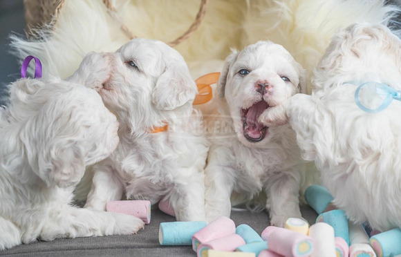 Bichon Frise kölykök - 7/8