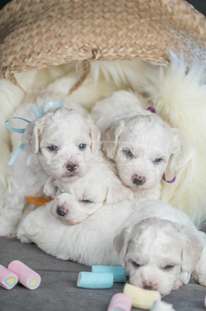 Bichon Frise kölykök - 8/8