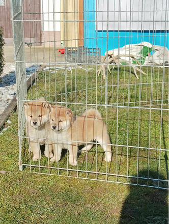 Shiba inu kiskutyák - 1/7