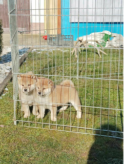 Shiba inu kiskutyák