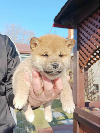 Shiba inu kiskutyák - 2/7