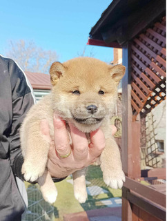 Shiba inu kiskutyák