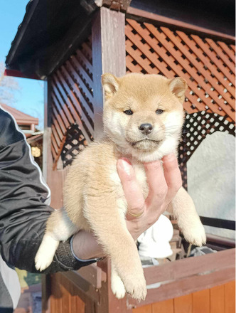 Shiba inu kiskutyák - 3/7
