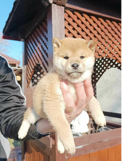 Shiba inu kiskutyák