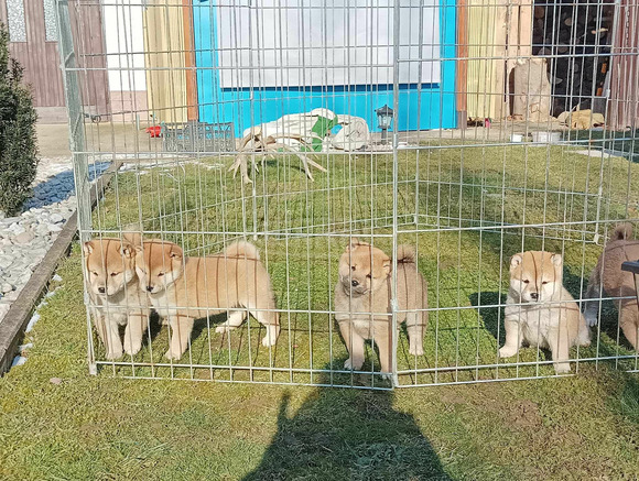 Shiba inu kiskutyák - 4/7