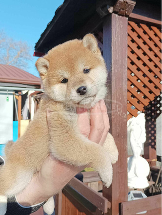 Shiba inu kiskutyák - 5/7