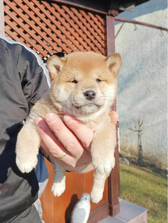 Shiba inu kiskutyák - 6/7