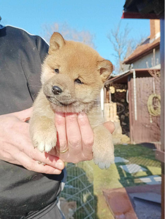 Shiba inu kiskutyák - 7/7