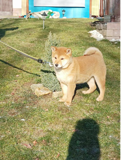 Shiba inu kislány