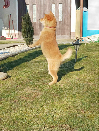 Shiba inu kislány - 2/6