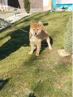 Shiba inu kislány