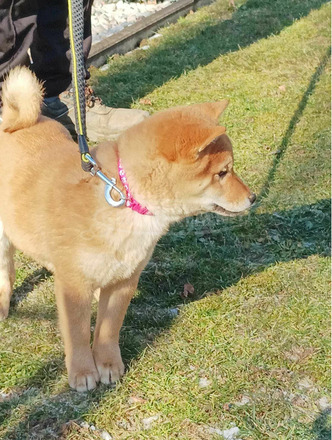 Shiba inu kislány - 4/6