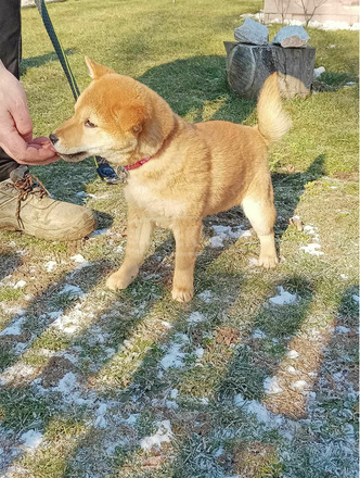 Shiba inu kislány - 5/6