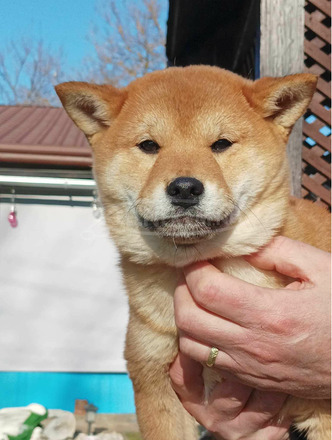 Shiba inu kislány - 6/6
