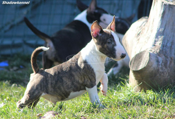 Mini bullterrier kölykök