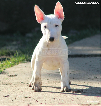 Mini bullterrier kölykök - 2/12