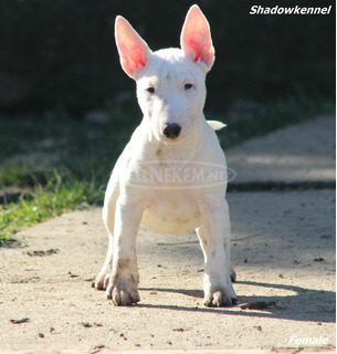 Mini bullterrier kölykök