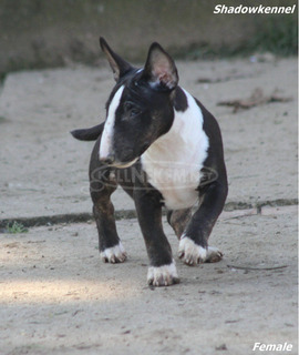 Mini bullterrier kölykök