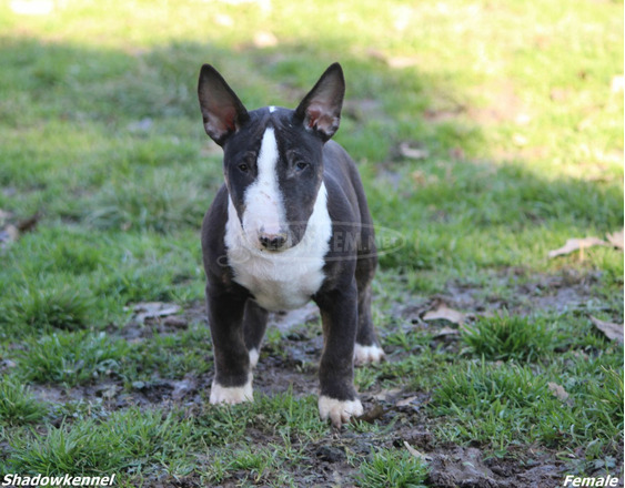 Mini bullterrier kölykök - 4/12