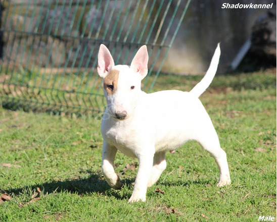 Mini bullterrier kölykök - 5/12