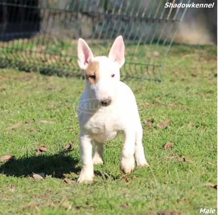 Mini bullterrier kölykök - 6/12