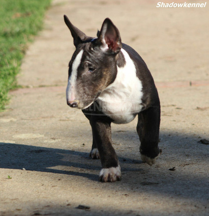 Mini bullterrier kölykök - 7/12