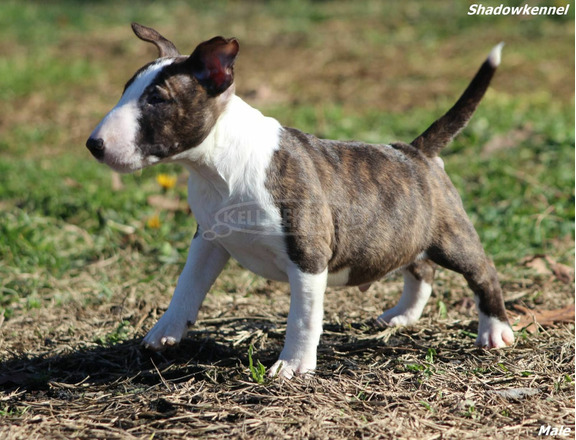 Mini bullterrier kölykök - 8/12