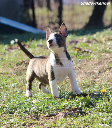 Mini bullterrier kölykök - 9/12