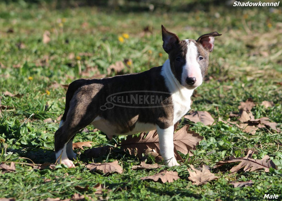 Mini bullterrier kölykök - 10/12