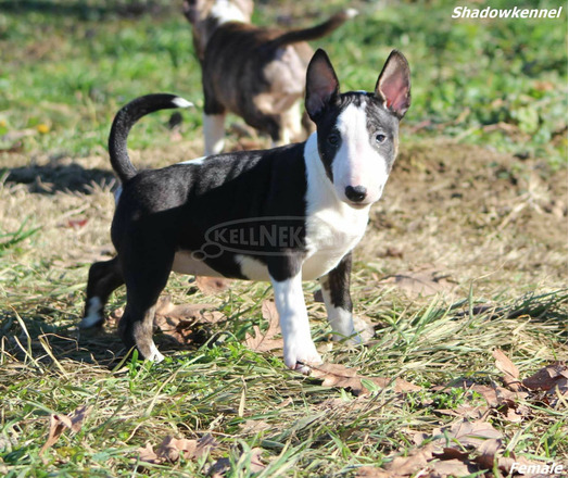 Mini bullterrier kölykök - 11/12