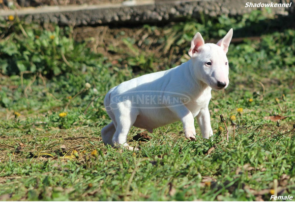 Mini bullterrier kölykök - 12/12