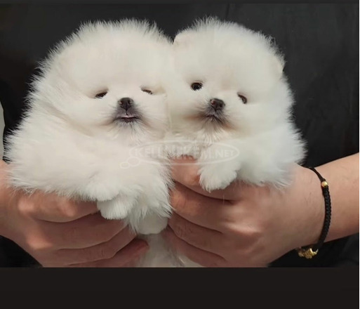 Pomerániai spitz kölykök - 1/9