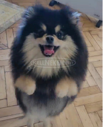 Pomerániai spitz kölykök - 4/9