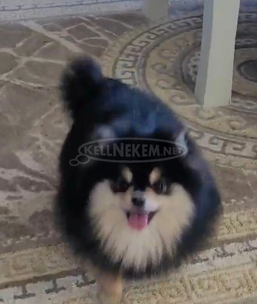 Pomerániai spitz kölykök - 5/9