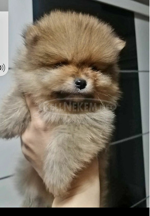 Pomerániai spitz kölykök - 8/9