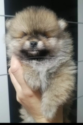 Pomerániai spitz kölykök - 9/9