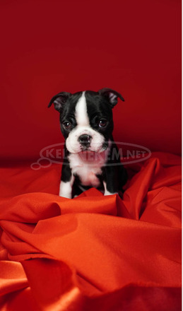 Boston terrier kölykök - 4/12