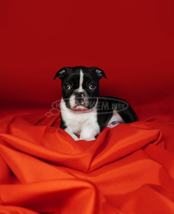 Boston terrier kölykök - 5/12