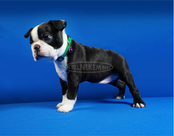 Boston terrier kölykök - 7/12