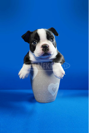 Boston terrier kölykök - 11/12