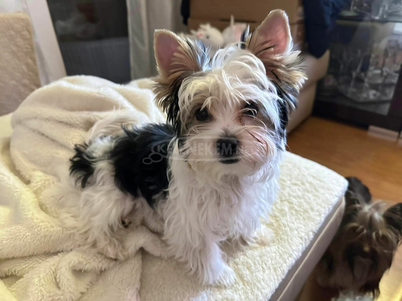 Biewer Yorkshire Terrier kislány és kisfiú - 2/3